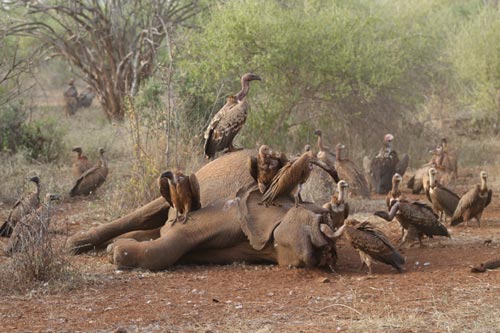 Eléphant et vautours